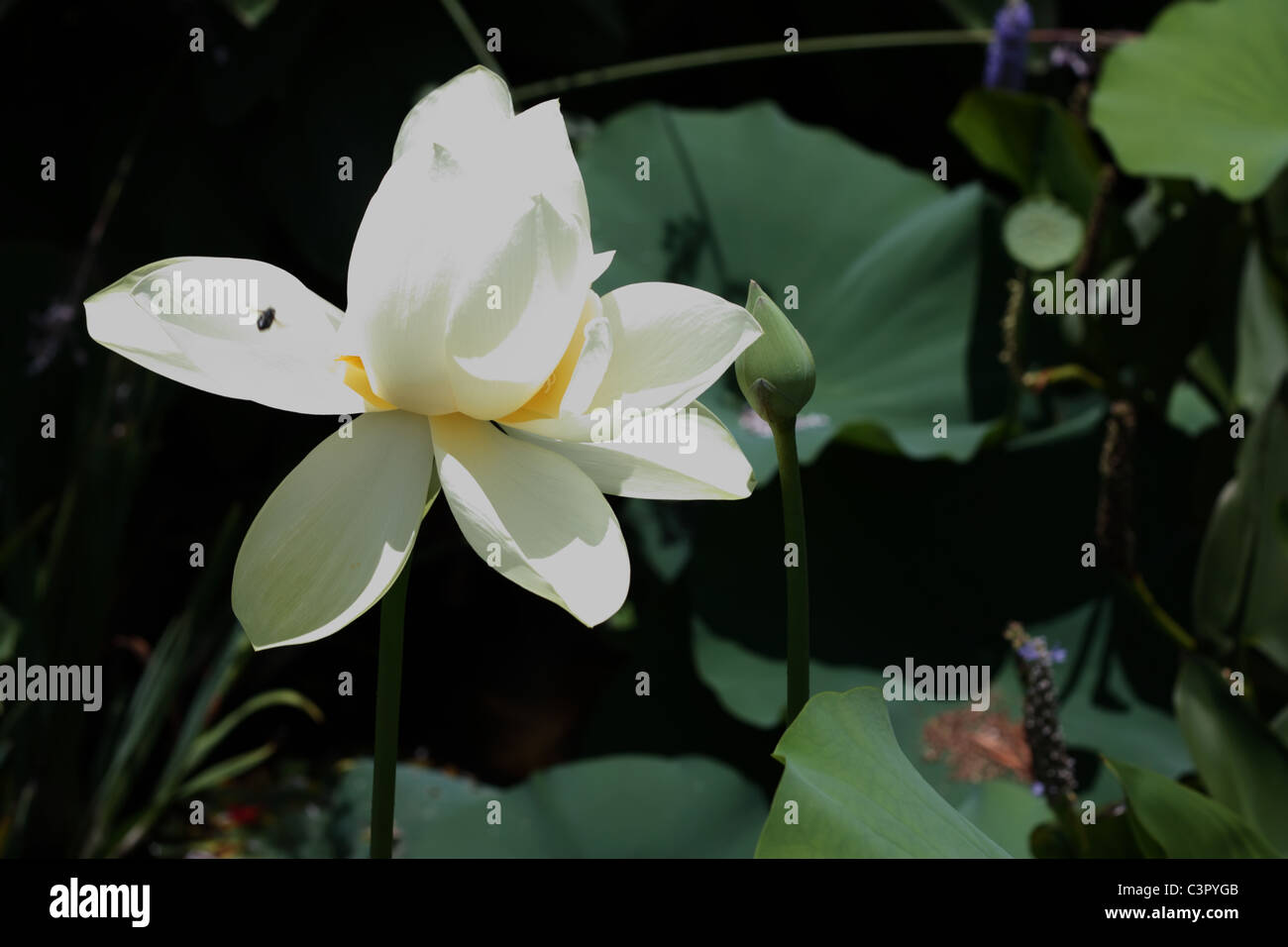 White Lotus Flower sotto la luce diretta del sole, con un insetto di volo catturato Foto Stock