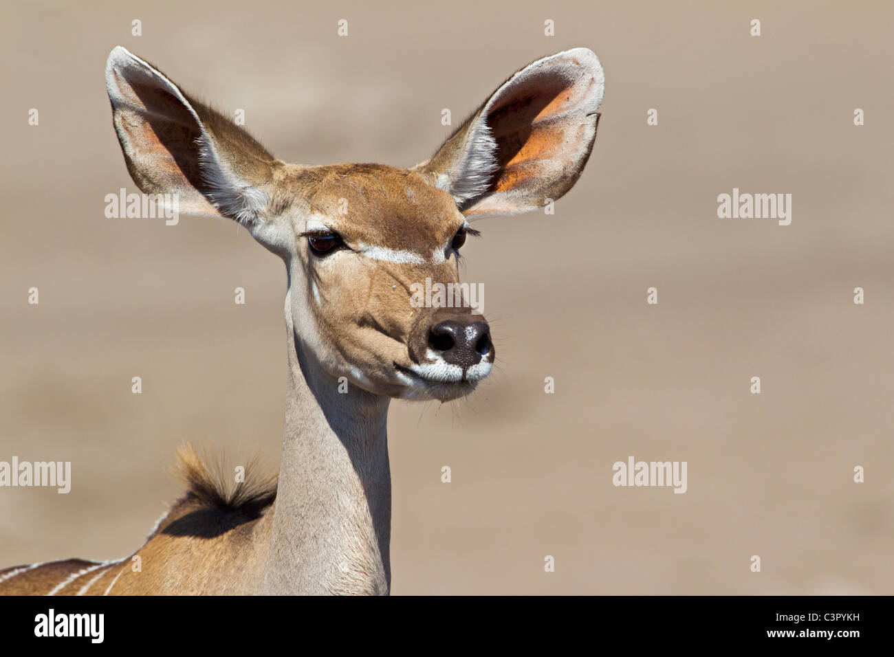 Africa, Namibia, kudu maggiore nel parco nazionale Etosha Foto Stock