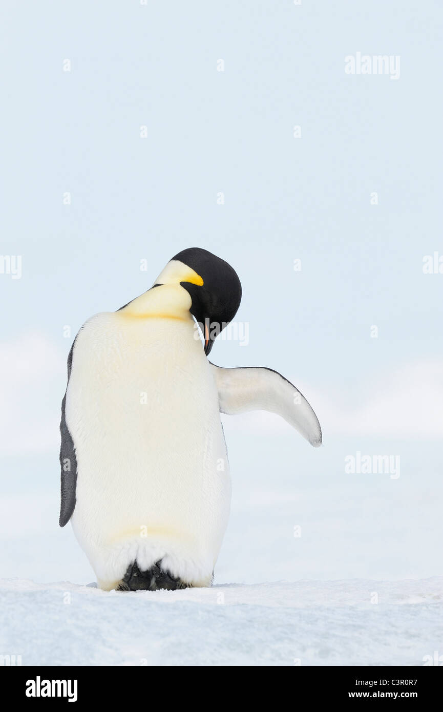 Bambino pinguino immagini e fotografie stock ad alta risoluzione