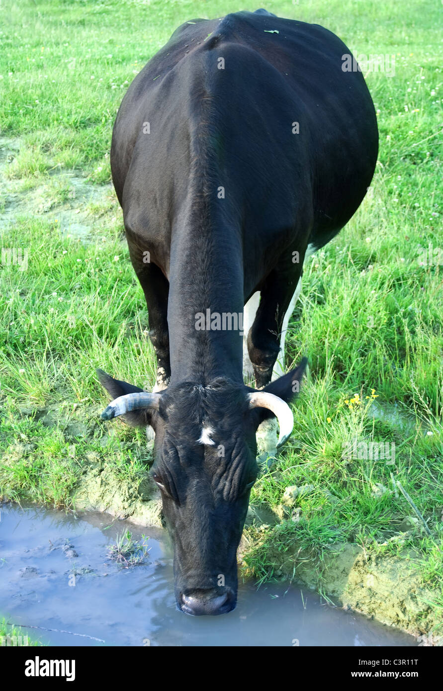 Mucca beve l'acqua da un ruscello Foto Stock
