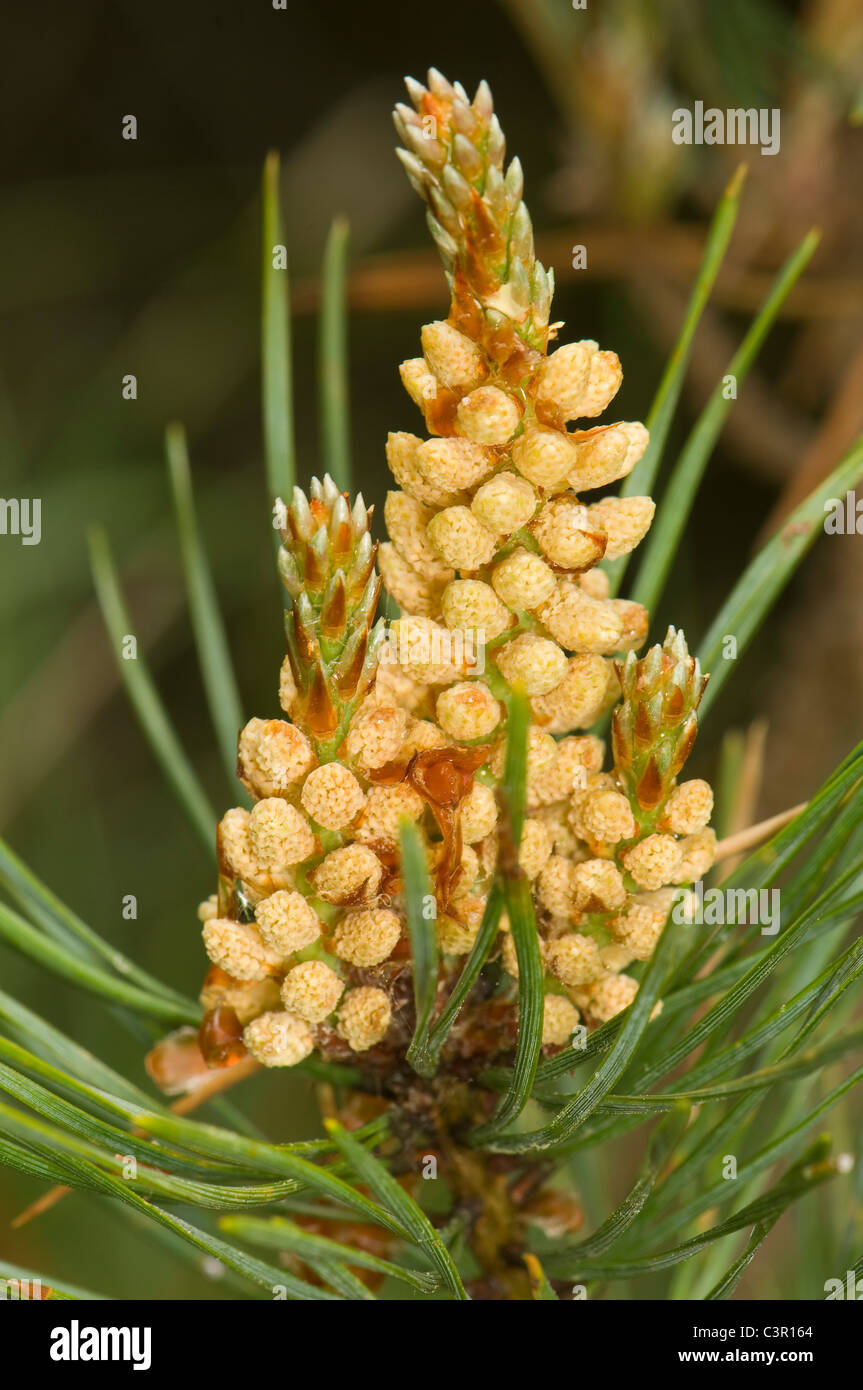 Fiore di pino immagini e fotografie stock ad alta risoluzione - Alamy