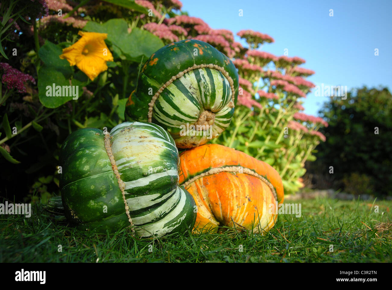 Mature del vescovo hat zucche in autunno si vede in un riparto giardino ad Amburgo, Germania Foto Stock