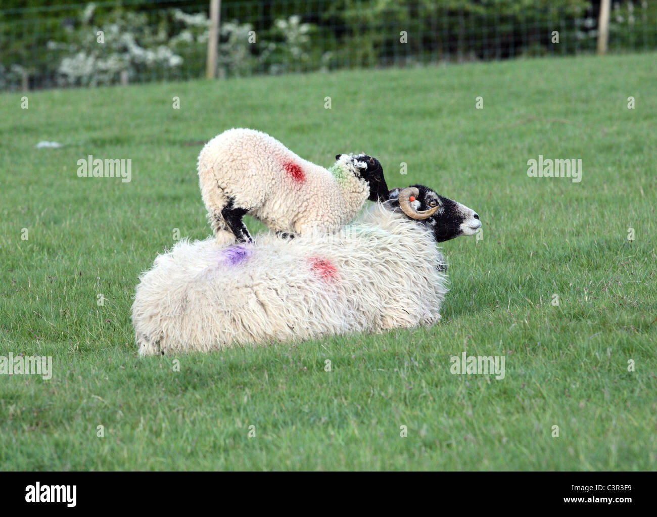 Un agnello si erge sul retro della sua madre a Castlerigg Stone Circle nel Lake District inglese. Foto Stock