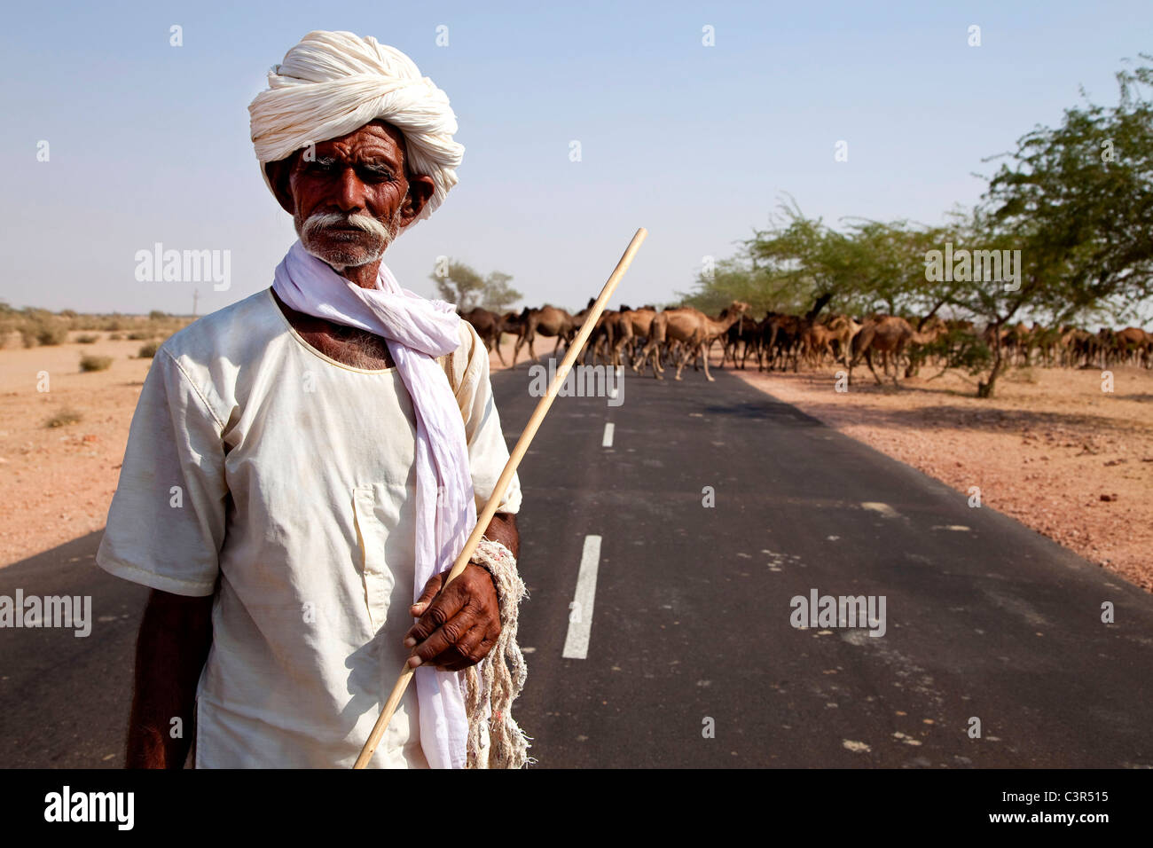 Il vecchio uomo che lavora come pastore con allevamento di cammelli, Bikaner, Rajasthan, India, Asia Foto Stock