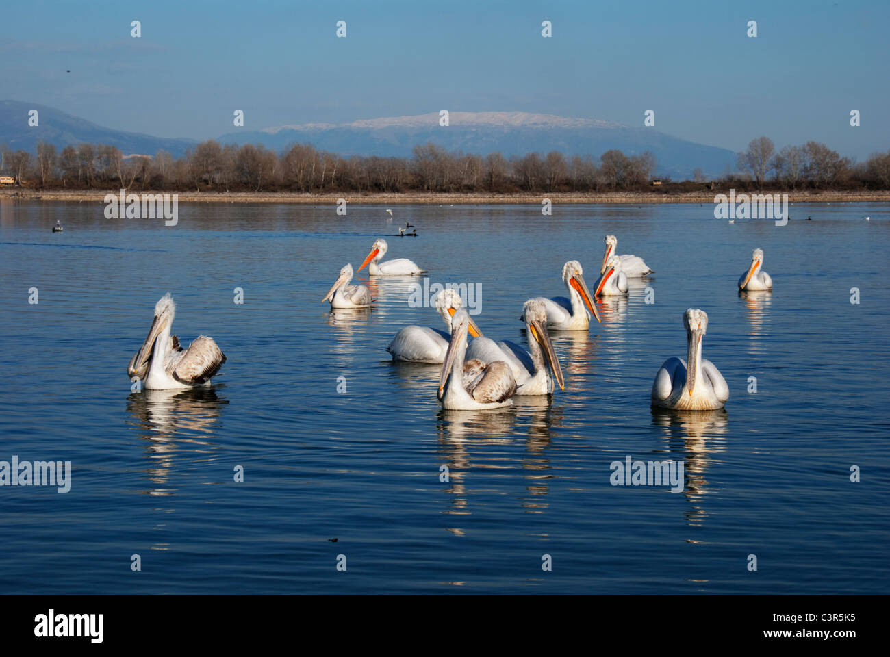 Gruppo di Dalmazia pellicani (Pelecanus crispus), il lago di Kerkini, Grecia Foto Stock