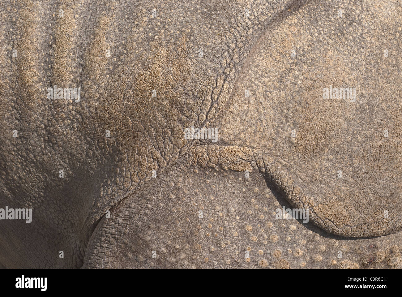 Pelle di rinoceronte come un organico tessiturali fonte Foto Stock