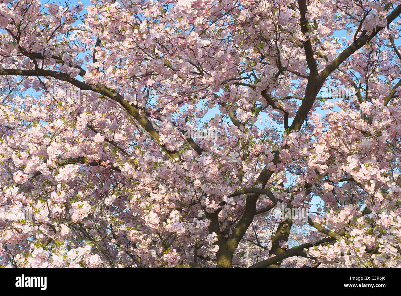 La purezza e l'eleganza di primavera albero da frutta Blossoms Foto Stock