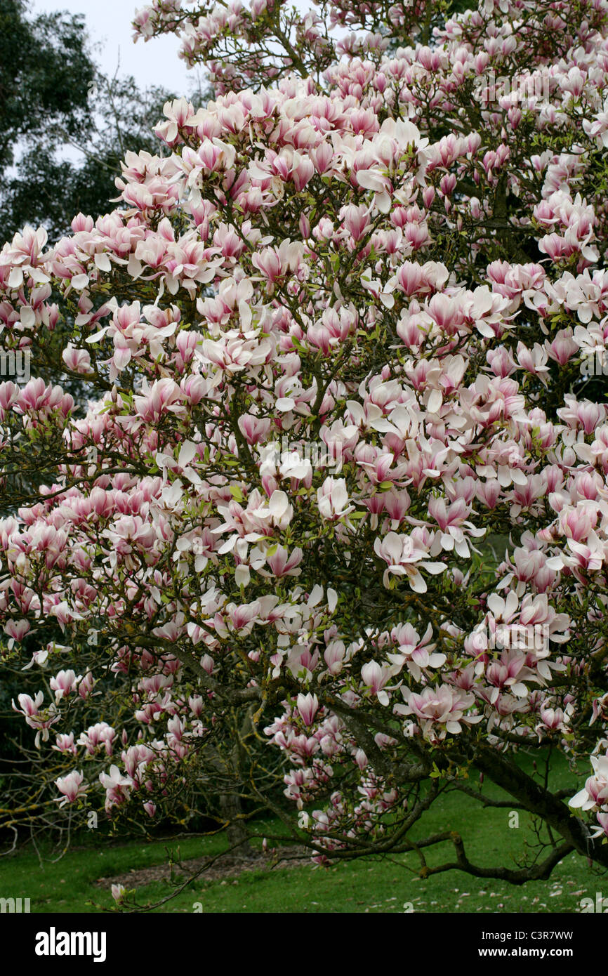 Piattino Magnolia, Magnolia soulangeana, della Magnoliacee. Foto Stock