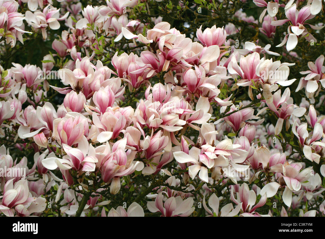 Piattino Magnolia, Magnolia soulangeana, della Magnoliacee. Foto Stock