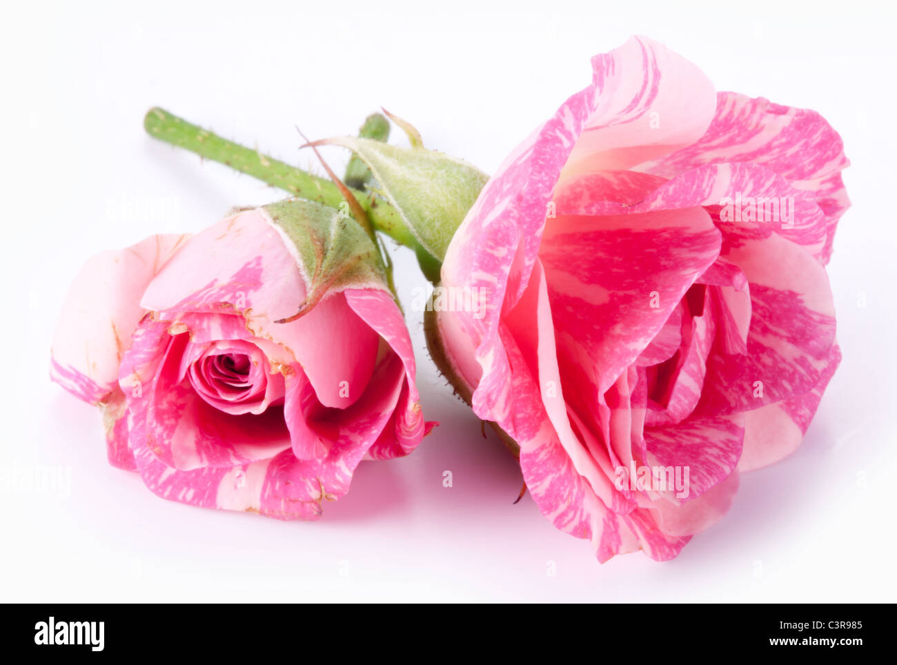 Due rose perfetto su uno sfondo bianco. Foto Stock