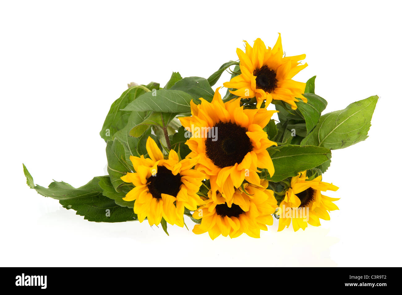 Bouquet natura giallo dei girasoli isolato su bianco Foto Stock