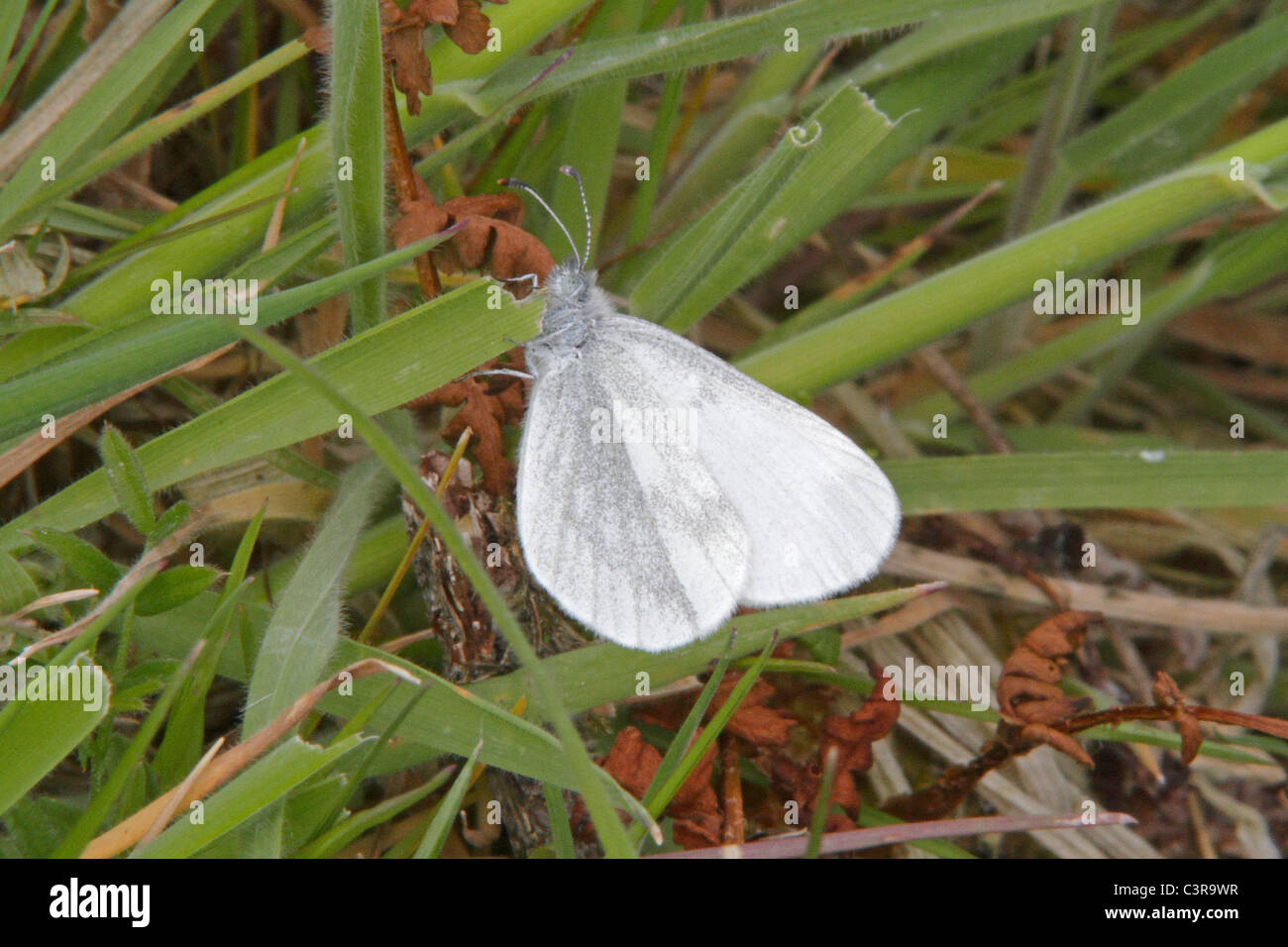 Legno farfalla bianca in appoggio sul gambo di erba Foto Stock