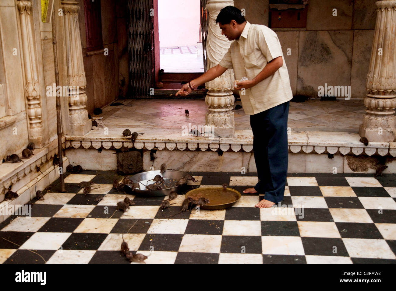 Uomo indiano alimentazione di un ratto a un tempio indù di ratti (di Karni Mata a Deshnoke, Rajasthan, India, Asia Foto Stock