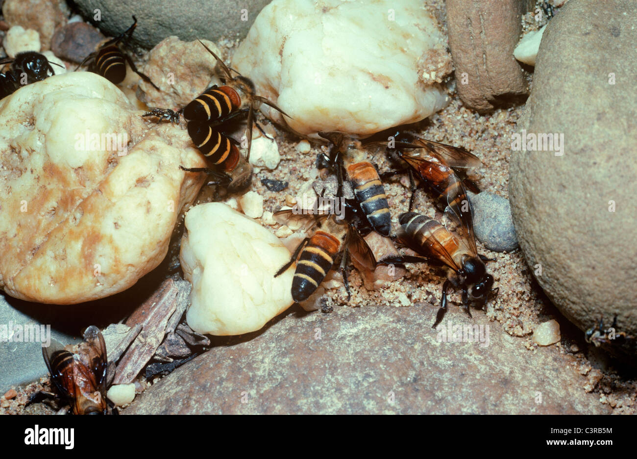 Giant miele delle api (Apis dorsata: Apidae) lavoratori bere su riverside sabbia nella foresta pluviale della Malaysia Foto Stock