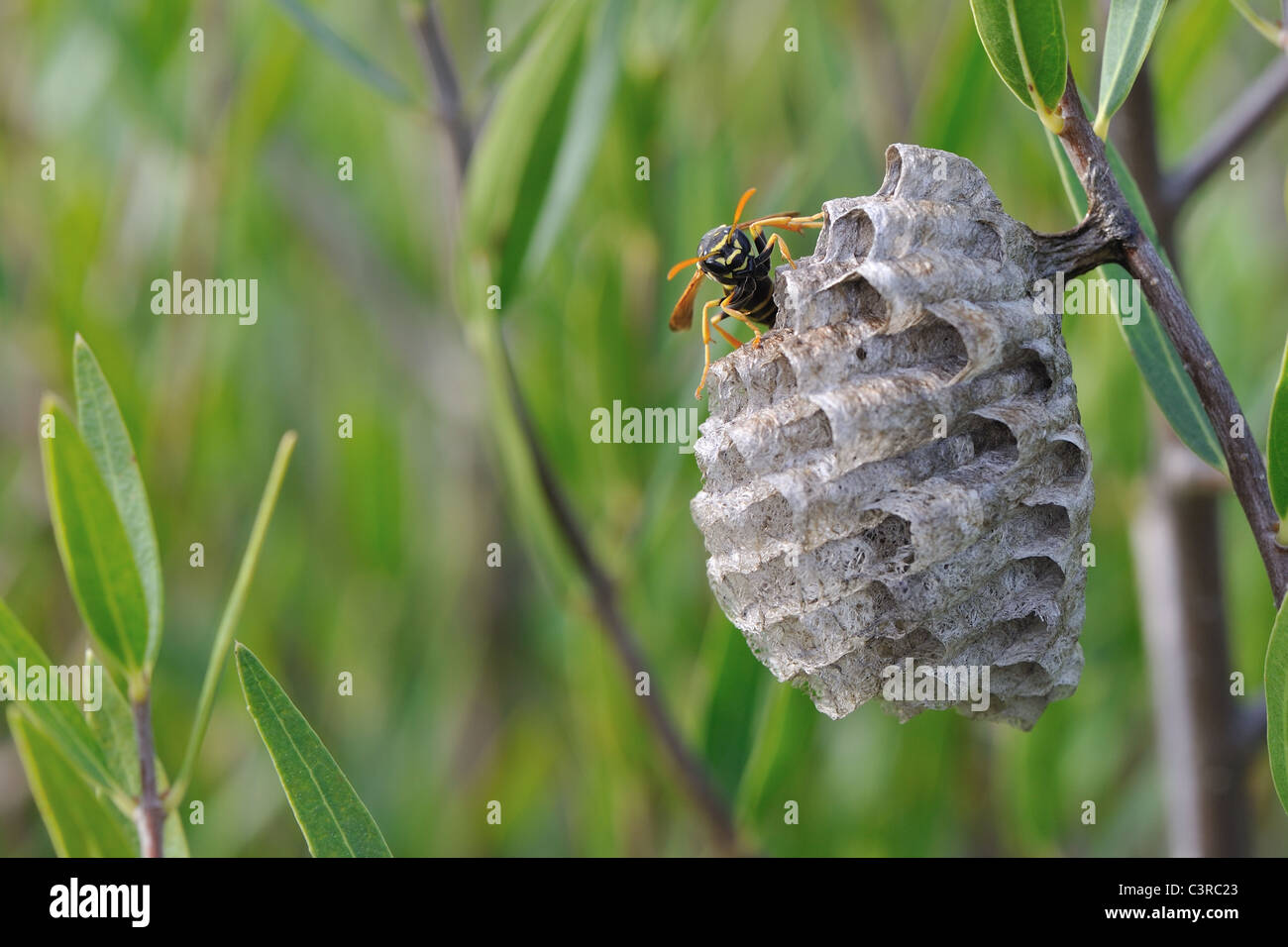 Carta europea wasp - carta Polistine wasp (Polistes dominula - Polistes dominulus - Polistes gallicus) queen sul nido a molla Foto Stock