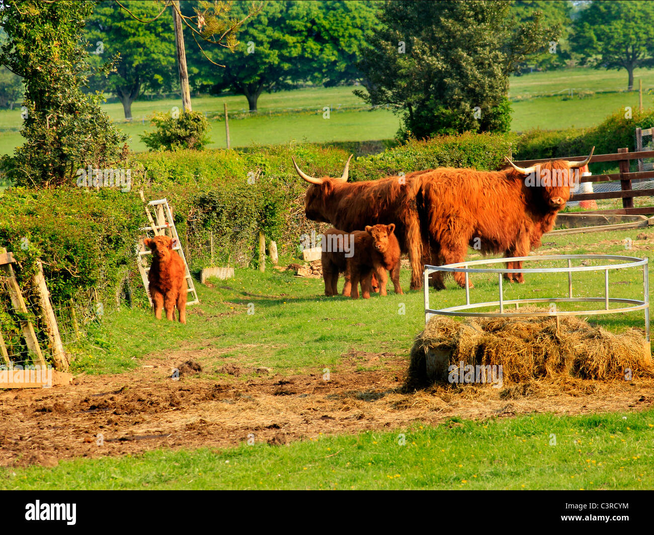 Famiglia di highland mammy bestiame e croste mamma baby Foto Stock