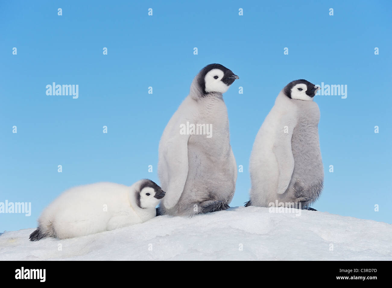 L'Antartide, Penisola Antartica, pinguino imperatore pulcini su snow hill island Foto Stock