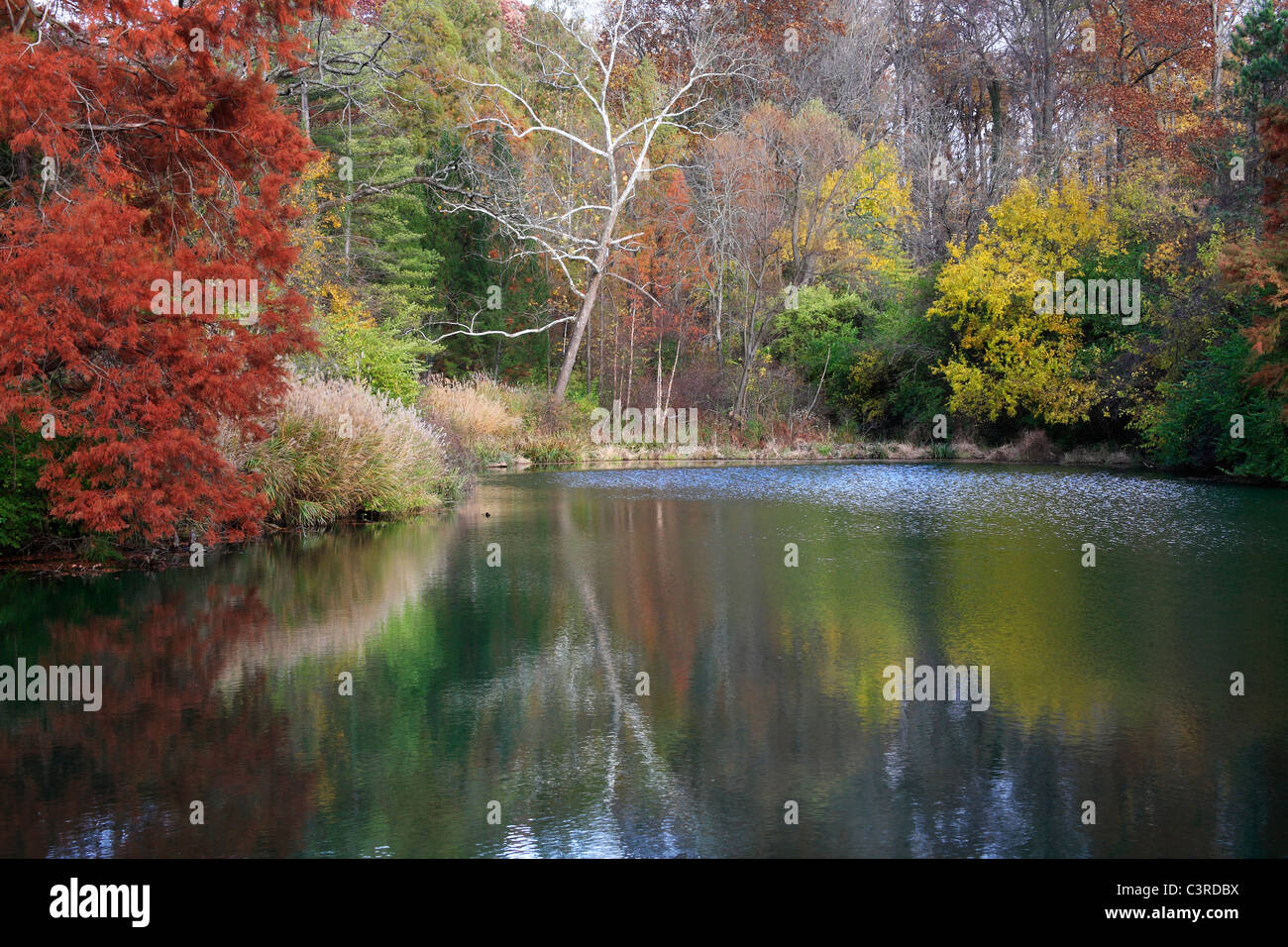 Un tranquillo laghetto ornato in Autunno colori, Southwestern Ohio, Stati Uniti d'America Foto Stock