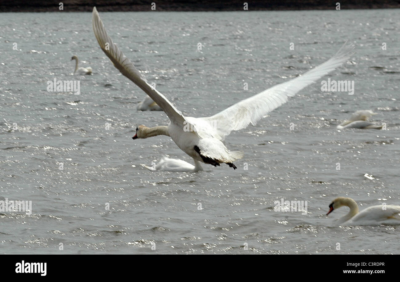 Un Cigno si toglie dal Santuario della famosa in tutto il mondo Abbotsbury Swannery nel Dorset, Regno Unito Foto Stock