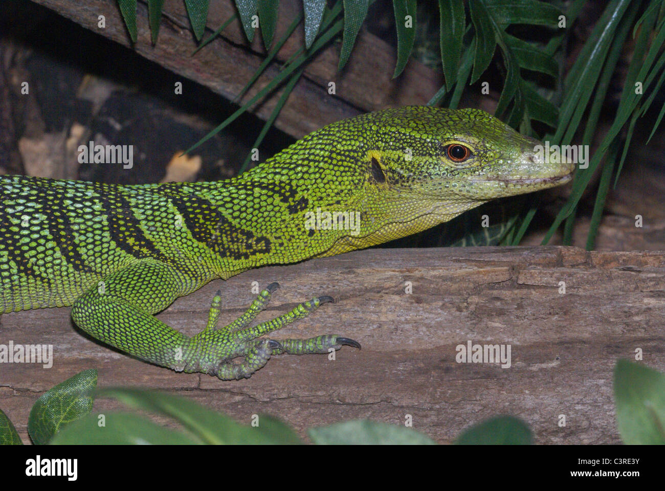 Emerald Tree monitor Varanus prasinus captive Foto Stock