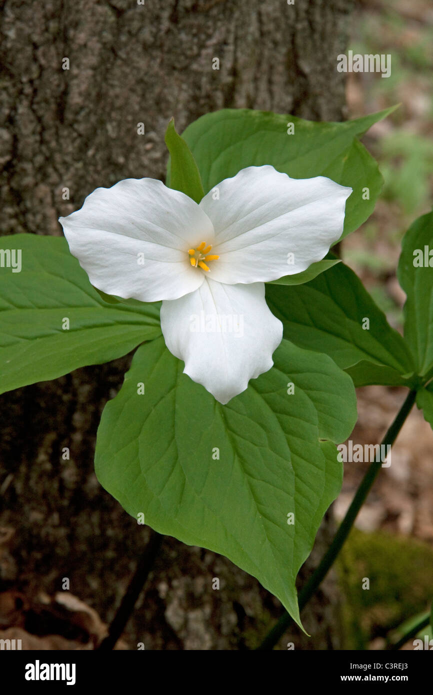 Large White-fiorito Trillium grandiflorum est Stati Uniti Foto Stock