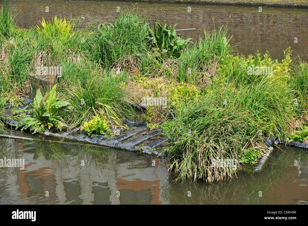 Isola artificiale nel canale per pesci di spawn e luogo di allevamento degli uccelli acquatici, Coupure, Gand, Belgio Foto Stock