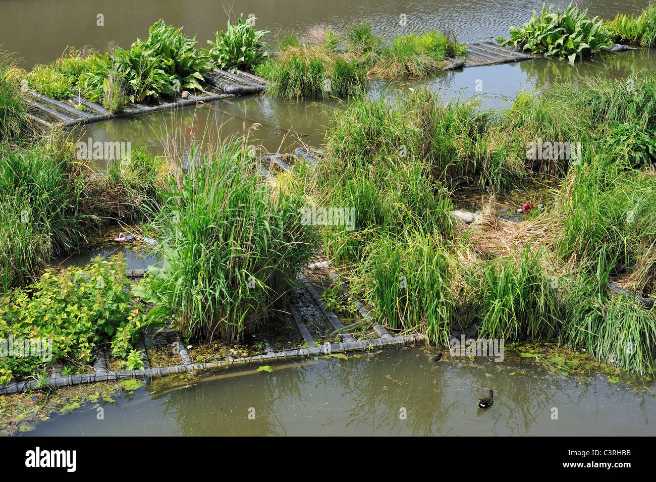 Isola artificiale nel canale per pesci di spawn e luogo di allevamento degli uccelli acquatici, Coupure, Gand, Belgio Foto Stock