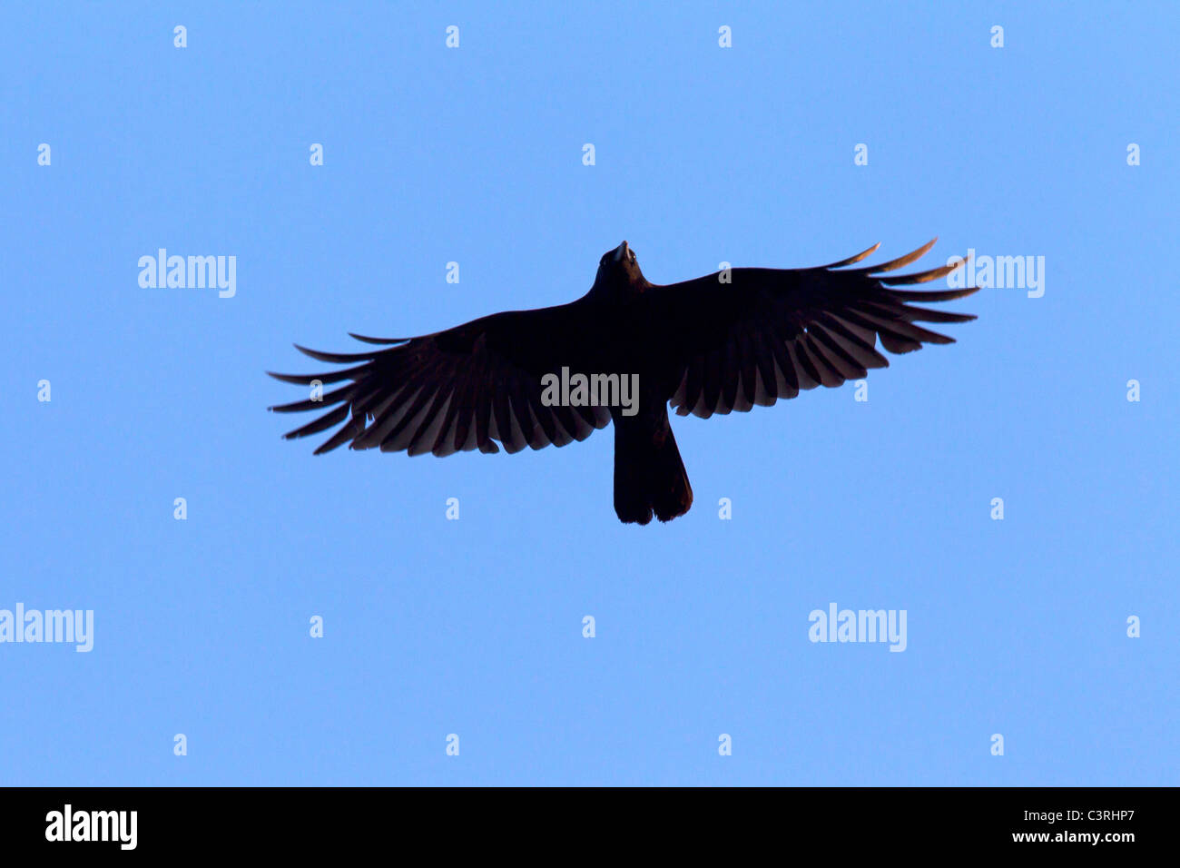 Carrion crow (Corvus corone) in volo, Germania Foto Stock
