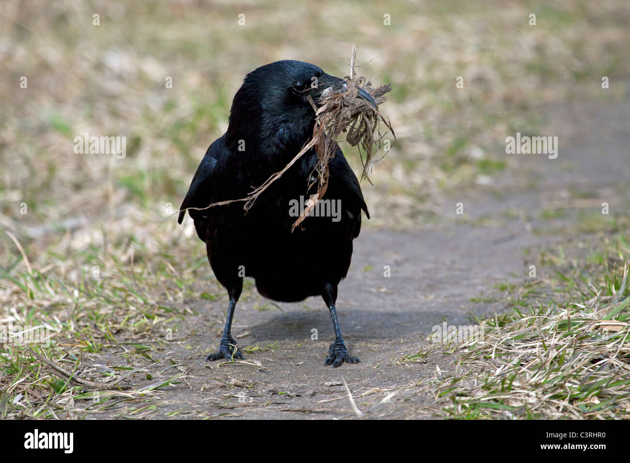 Carrion crow (Corvus corone) la raccolta di materiale di nidificazione nel becco sul terreno, Germania Foto Stock