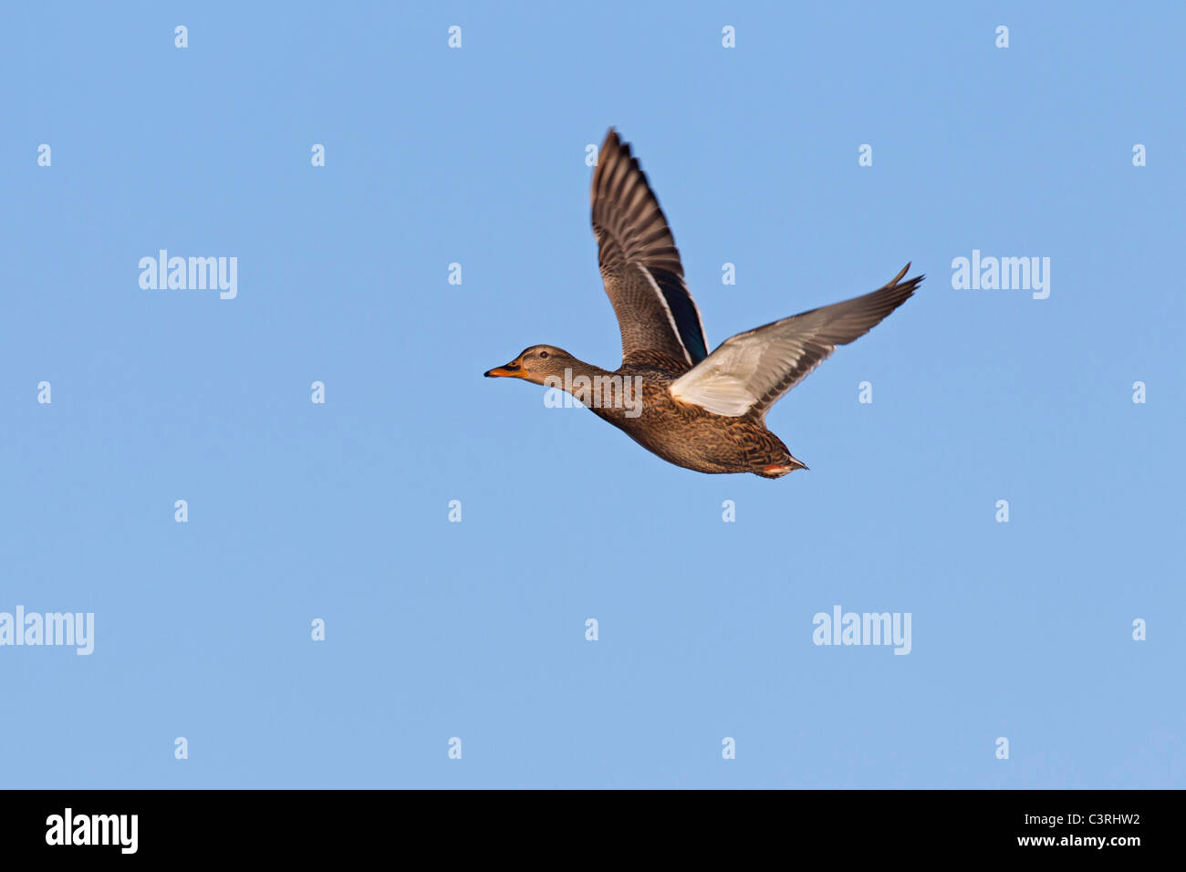 Mallard / anatra selvatica (Anas platyrhynchos) femmina in volo Foto Stock