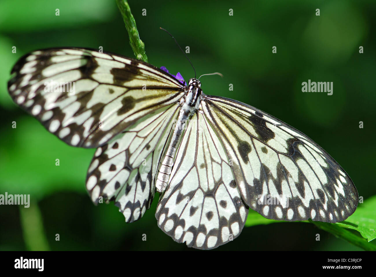 Aquilone di carta in bianco e nero farfalla su un fiore Foto Stock