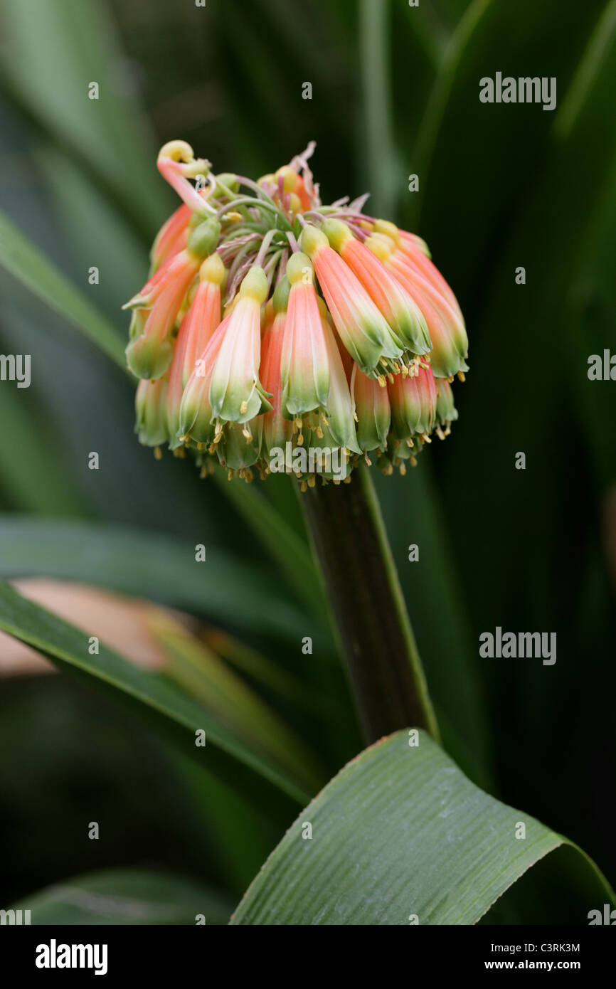 Clivia cascante o Greentip Kaffir Lily, Clivia nobilis, Amaryllidaceae, Sud Africa Foto Stock