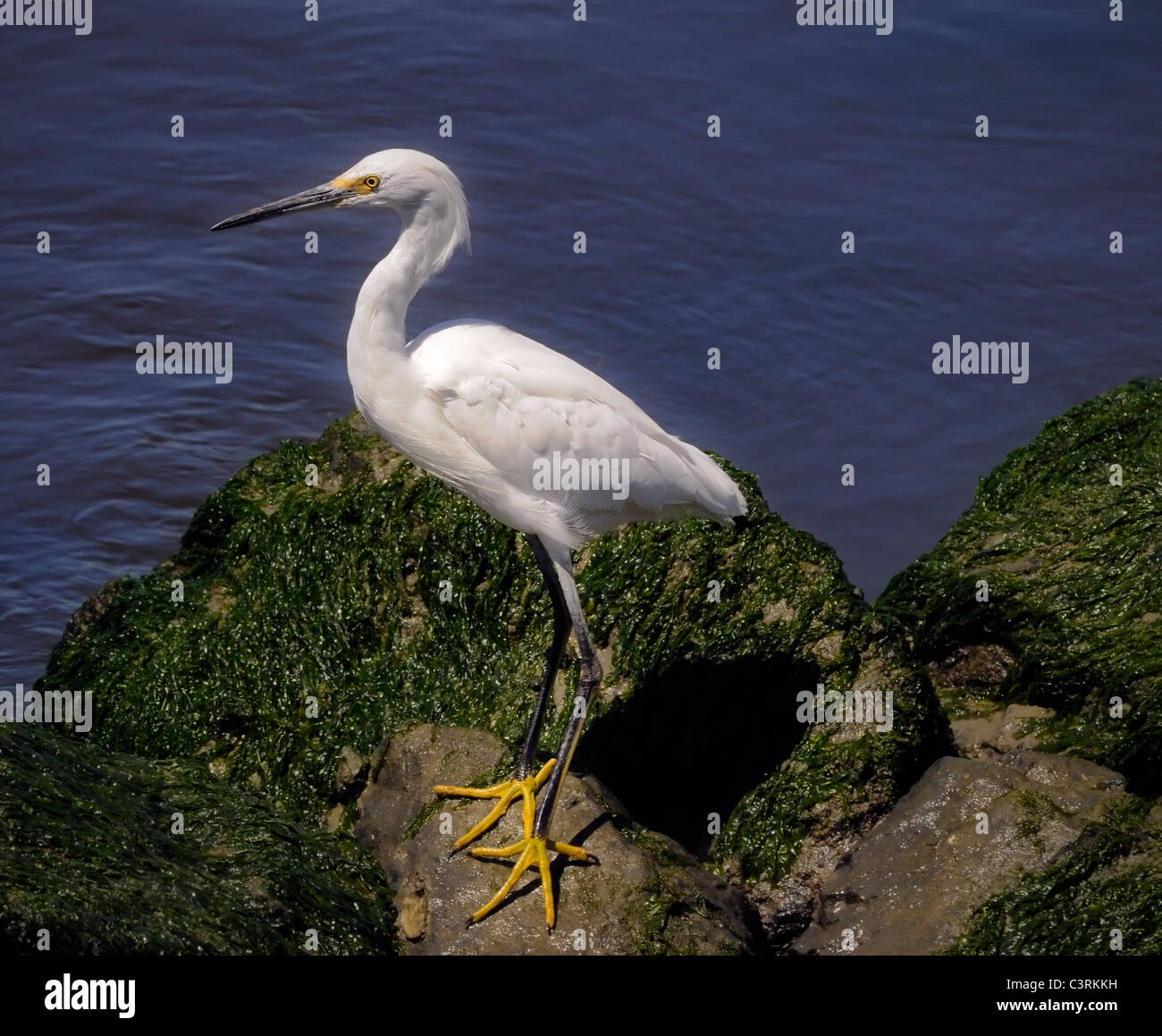 Un Egretbird innevato - Egretta thula, visto qui in piedi sulla riva Foto Stock