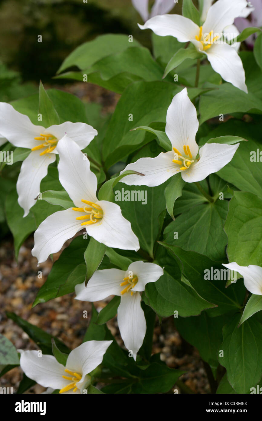 Western Wake Robin o Pacific Trillium, Trillium ovatum, Melanthiaceae Foto Stock