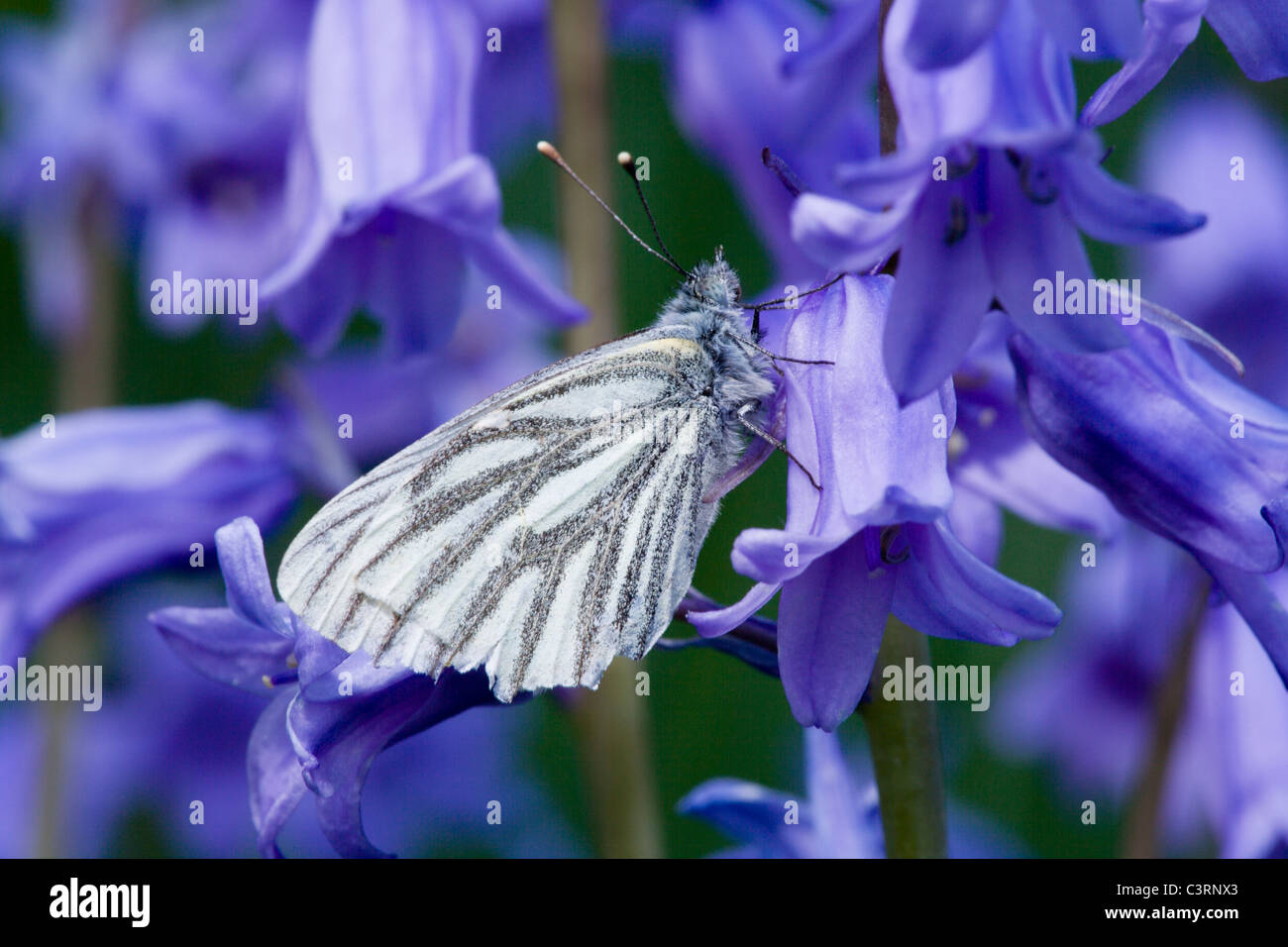 Verde bianco venato butterfly (Sarcococca napi) poggiante su bluebells (Endimione non scriptus) Foto Stock
