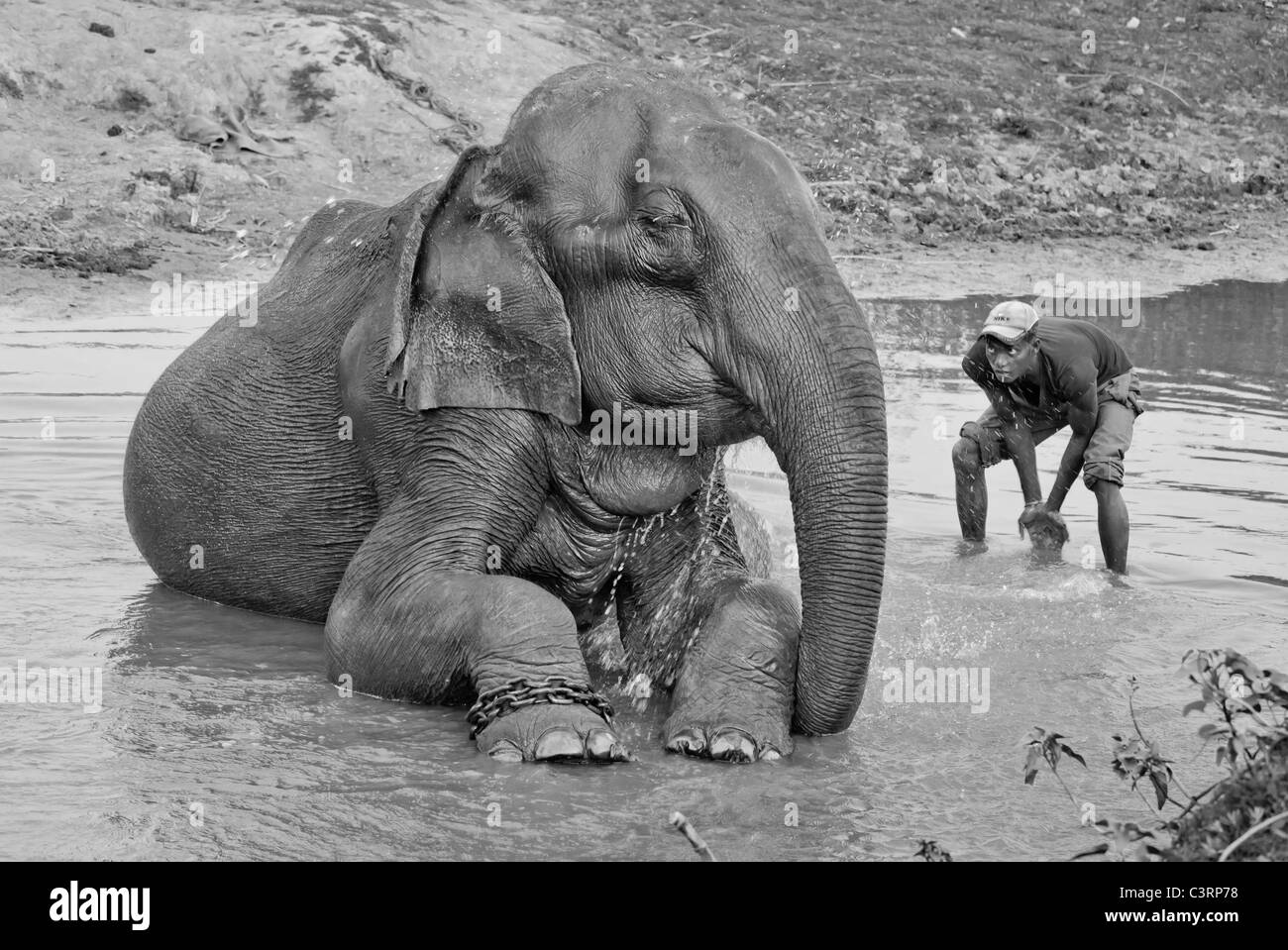 Foto in bianco e nero di un uomo la balneazione il suo elefante indiano (Elephas maximus indicus) nel Parco Nazionale di Kaziranga, Assam, India Foto Stock