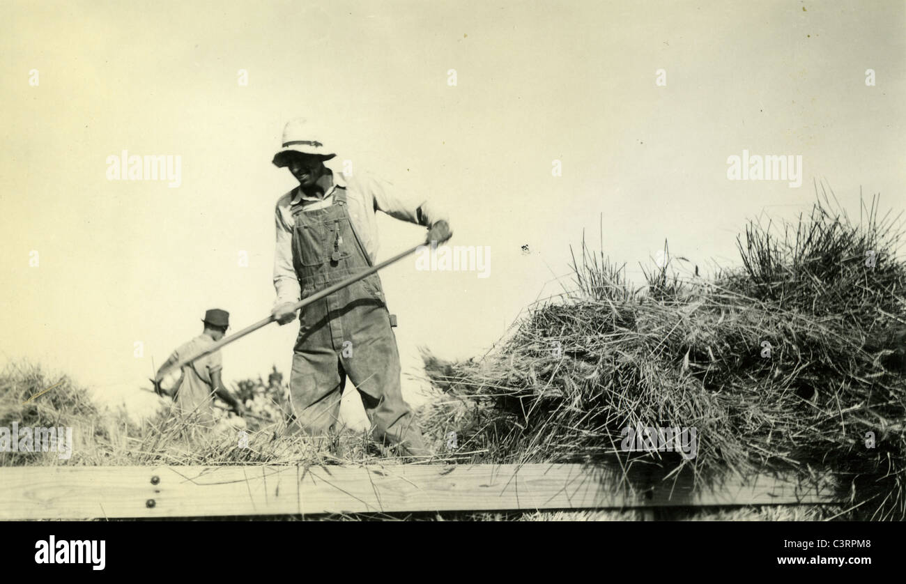 Un maso operaio raccolti fieno durante gli anni trenta maschile forcone carro Foto Stock