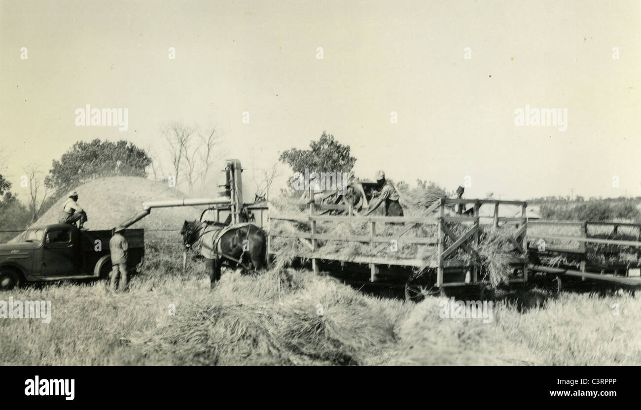 Un gruppo di operai agricoli raccolto l'estate il raccolto durante il 1930s. Foto Stock