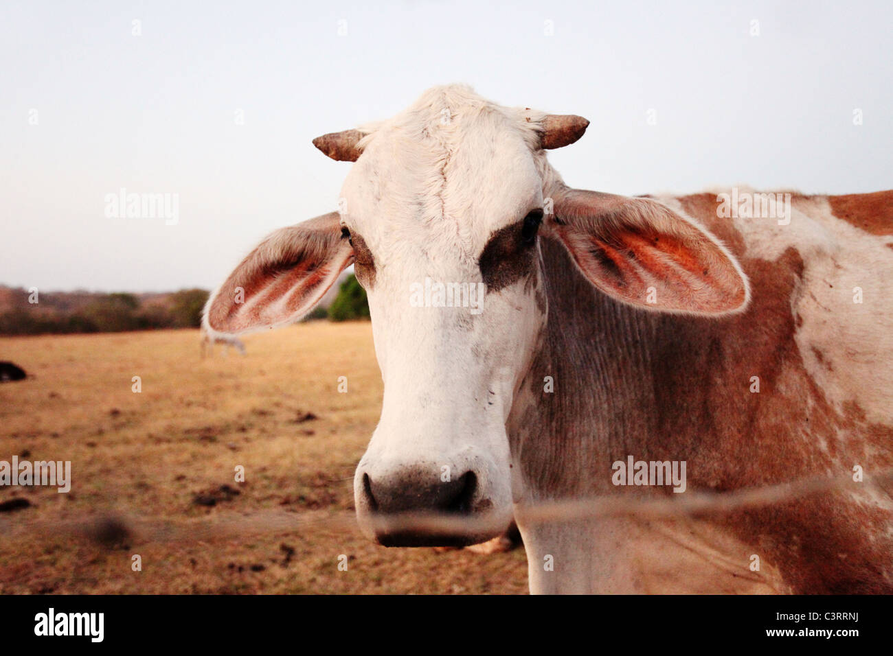 Mucca in piedi in campo Foto Stock
