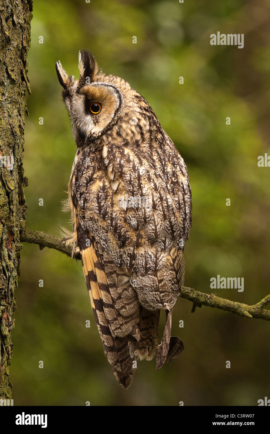 Gufo comune - Asio otus Foto Stock