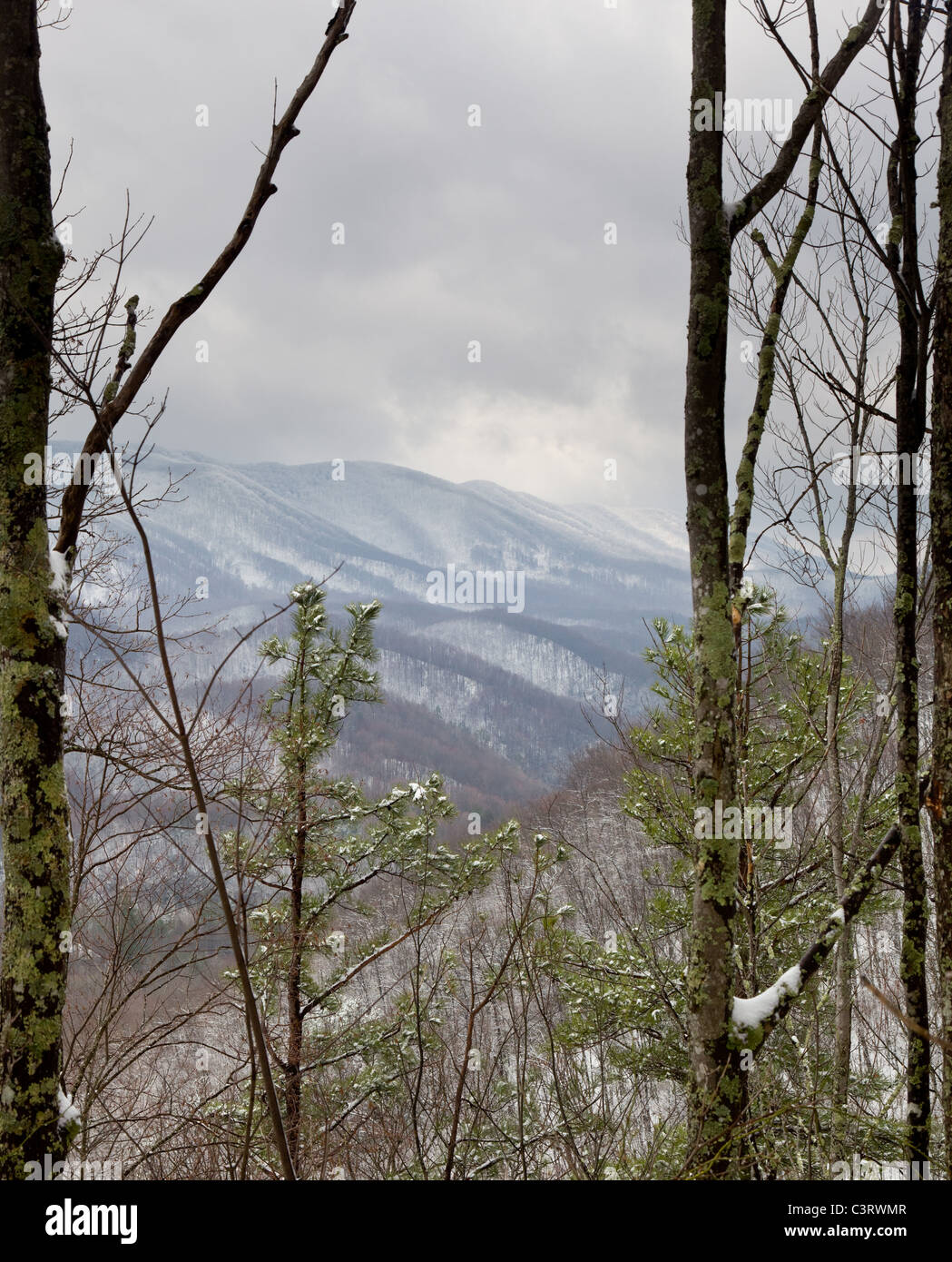 Vista su lontane montagne fumose in inverno tra tronchi di alberi Foto Stock