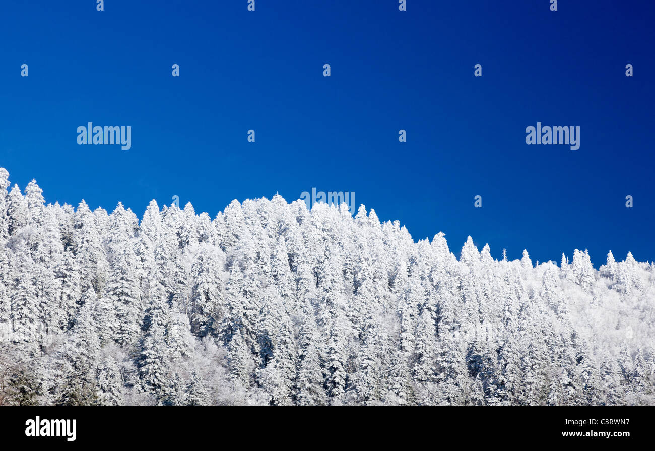 Di pino o abete coperto di neve in inverno / inizio primavera su un crinale il Great Smoky Mountains National Park, STATI UNITI D'AMERICA Foto Stock
