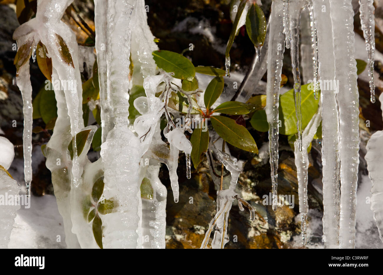Ghiaccioli congelati alla roccia sul famoso muro di pianto in Smoky Mountains con nuove foglie congelate in ghiaccio Foto Stock