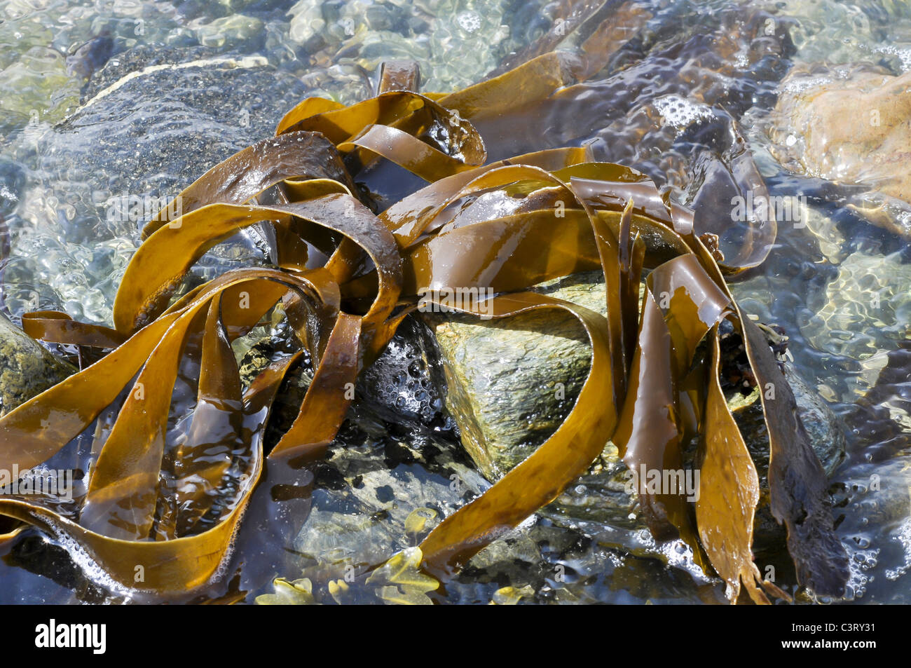 Kelp Oarweed o groviglio Foto Stock