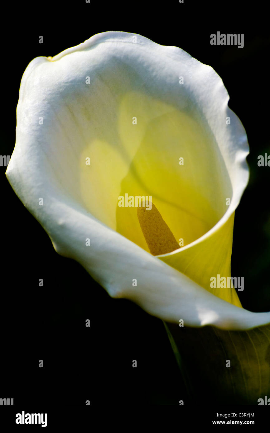 Zantedeschia aethiopica 'Crowborough' Foto Stock