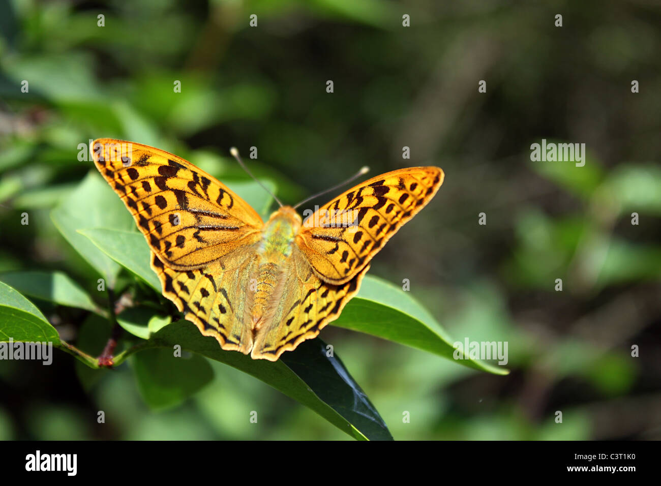 Farfalla posata su una foglia verde Foto Stock