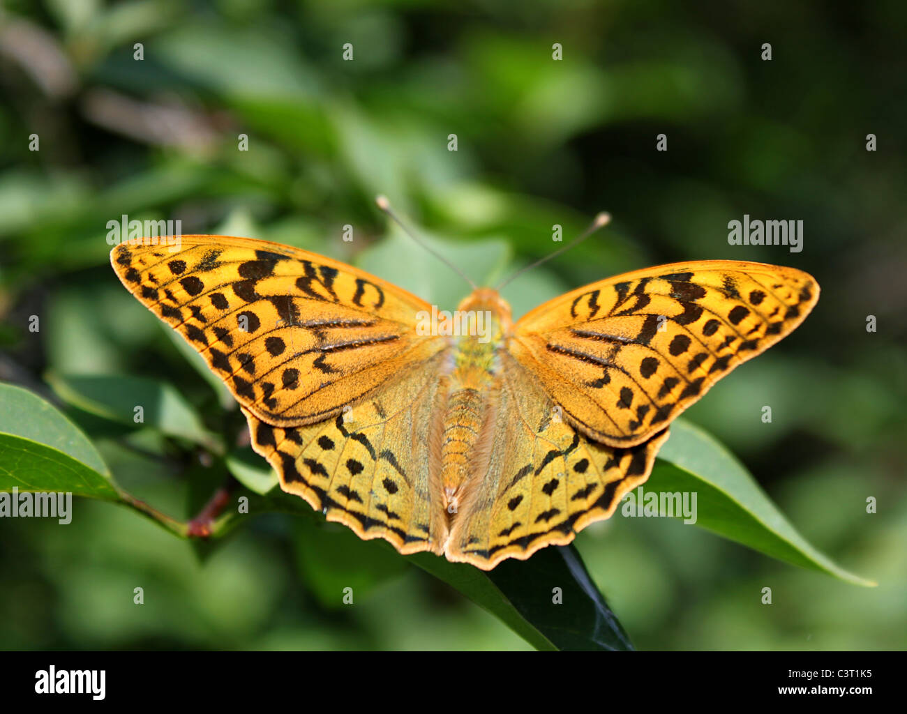 Farfalla marrone con ali aperte Foto Stock