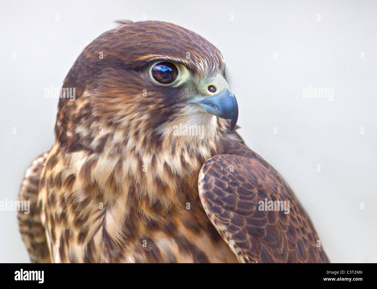 Peregrine-Merlin incroci (falco peregrinus/falco columbarius) Foto Stock