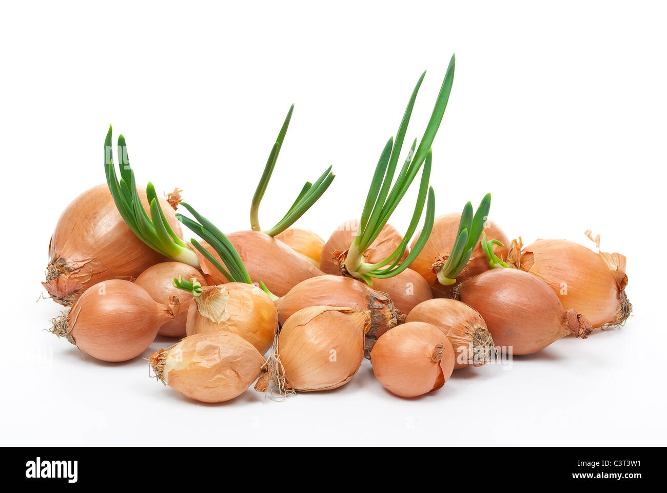 Onion con fresco germoglio verde Foto Stock