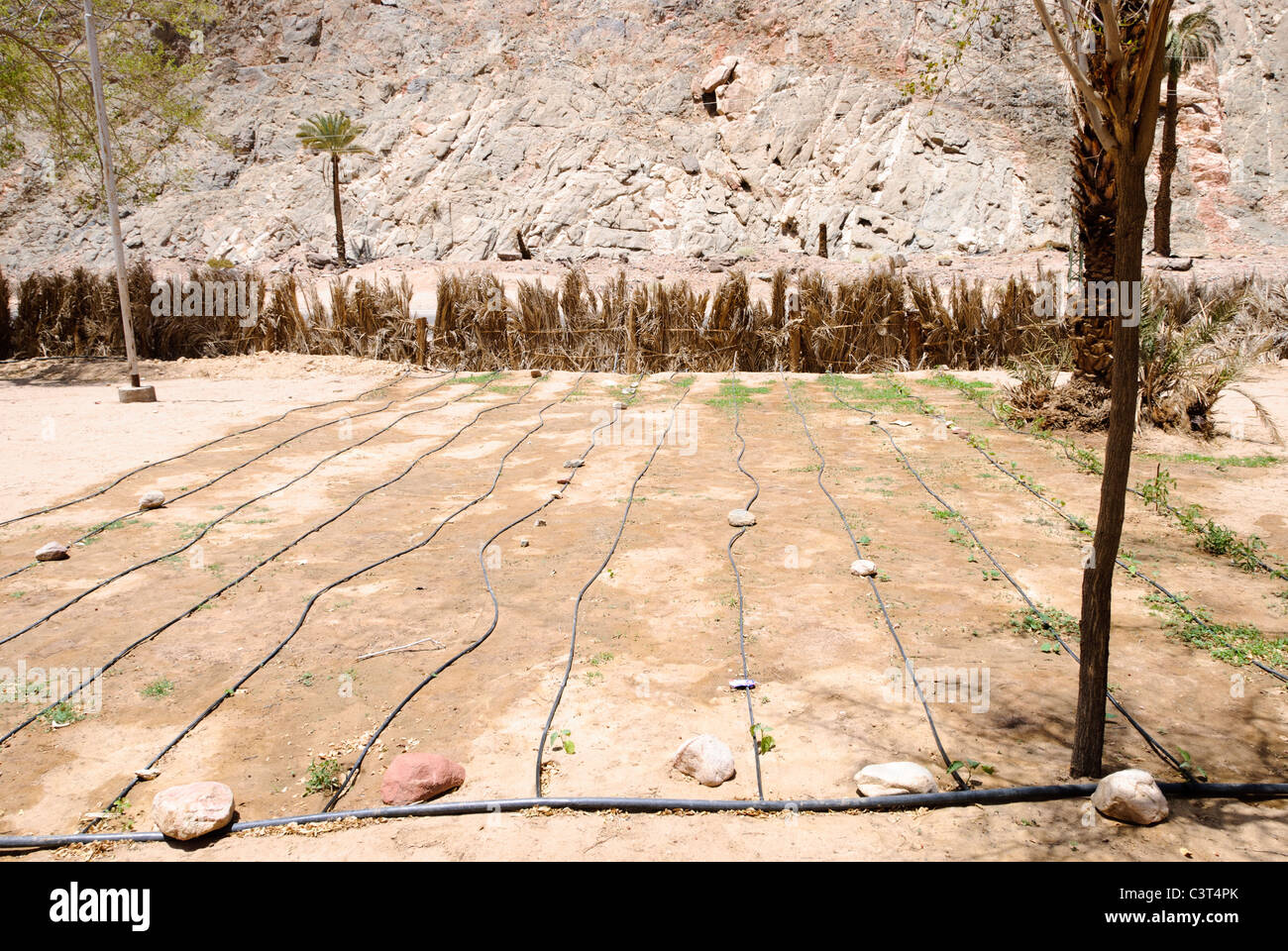 Sistema di irrigazione - Wadi Feiran oasi, la penisola del Sinai - Egitto Foto Stock
